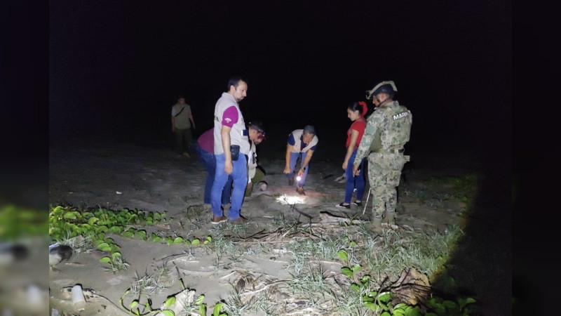 Semar y Profepa rescatan más de seis mil huevos de tortuga golfina en costas de Michoacán 
