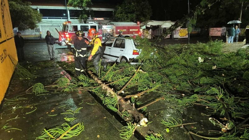En Morelia, Michoacán, cae árbol sobre un vehículo; hay dos heridos 