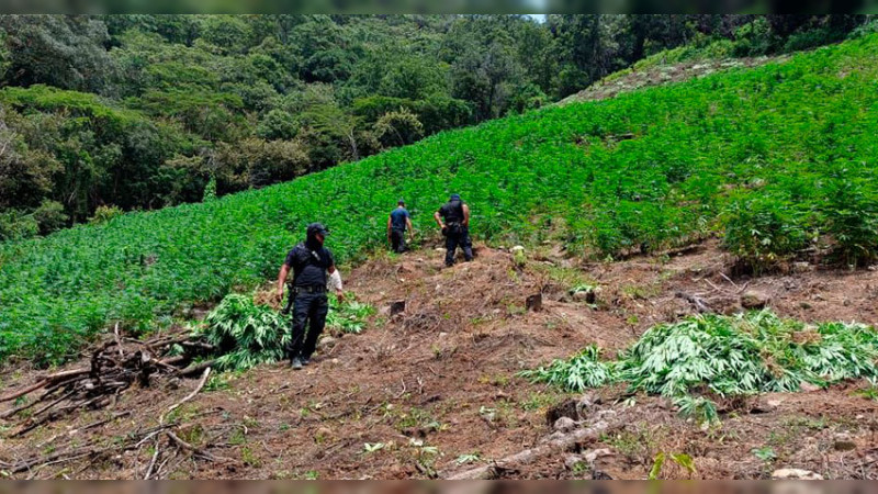 Destruyen plantío de hierba verde en Tuzantla, Michoacán 