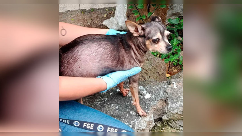 Rescata FGE de Michoacán a canino víctima de maltrato animal en Morelia 