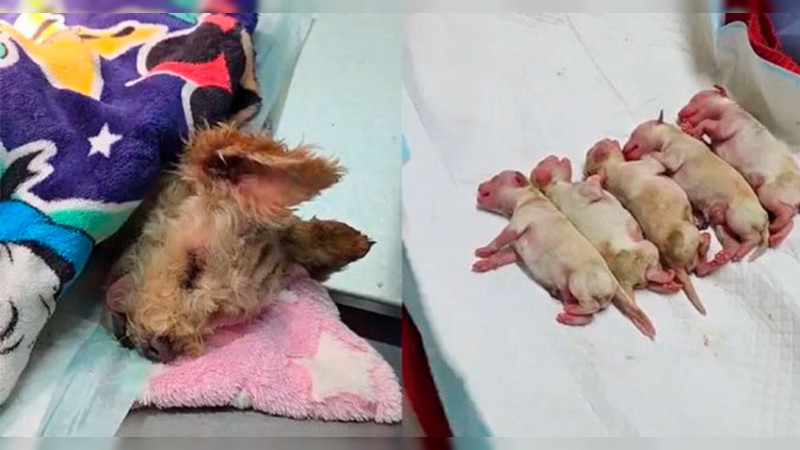 Lucha por su vida "Cereza", la perrita embarazada que fue rescatada tras la explosión de pipa en CDMX 