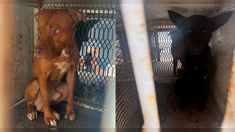 Rescata FGE Michoacán a dos caninos maltratados en la colonia Jesús Romero Flores en Morelia 