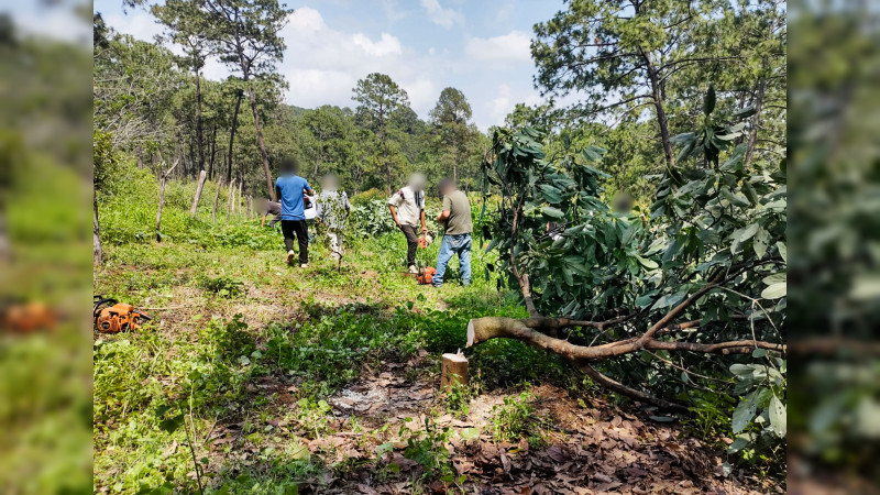 Comuneros declaran guerra al aguacate ilegal en Tacámbaro, Michoacán: Arrancan más de 6 mil plantas de “oro verde”, clausuran 4 ollas y van por el agave 