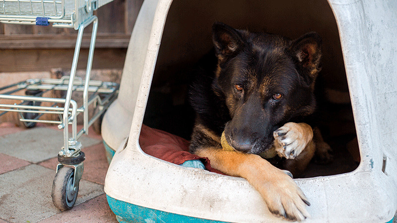 Clausuran de forma parcial el Centro de Bienestar Animal en Nuevo León; detectaron maltrato y desnutrición en los animales 