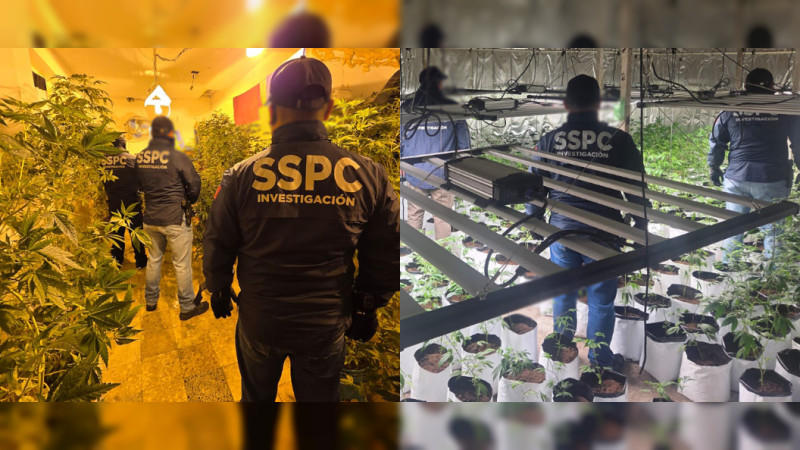 Operadores de Guerrero montan invernaderos clandestinos en la CDMX: Operativo deja cuatro detenidos y más de mil plantas aseguradas 