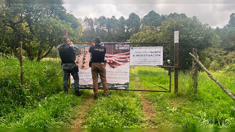 En Tacámbaro, Michoacán: Aseguran predio talado clandestinamente para plantación de aguacate 