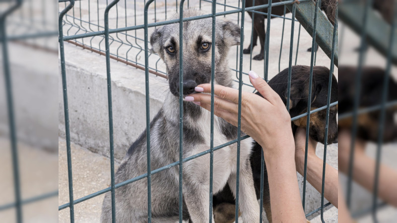 Aunque es delito, el maltrato animal persiste en la Ciudad de México 