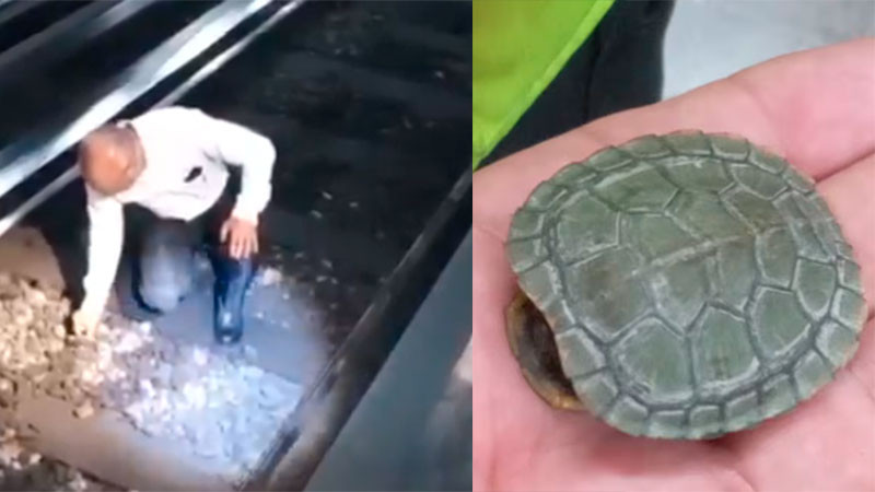 Detienen metro en la CDMX  para rescatar una tortuga de las vías 