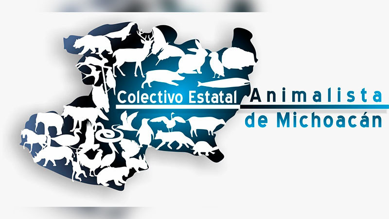 Matrimonio abandona 50 gatos en Apatzingán; CEAM pide apoyo municipal inmediato 