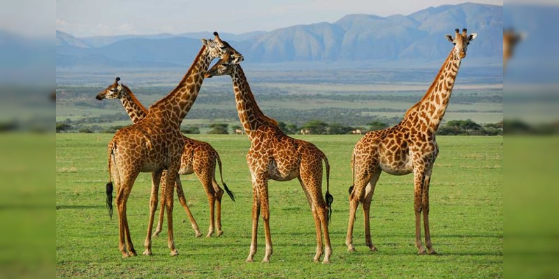 La extinción silenciosa de la jirafa finalmente logra algo de atención 