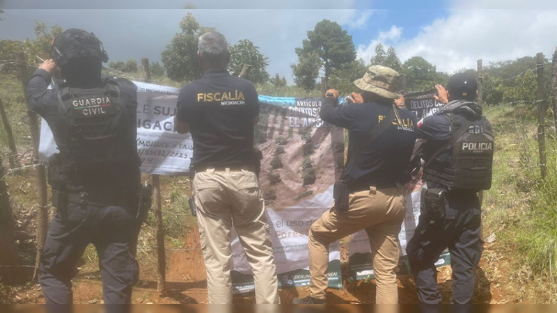 En Erongarícuaro, Michoacán, aseguran predio talado ilegal para plantación de aguacate 