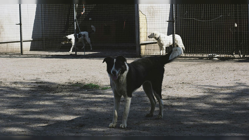 Rescatan a 49 animales maltratados en refugio de Veracruz 