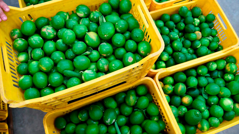 Duplican cuota de extorsión a limoneros de Michoacán: “si no pagamos sabemos qué nos va a pasar”, denuncian productores 