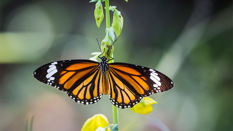 Tamaulipas refuerza la conservación de la ruta migratoria de la mariposa monarca 