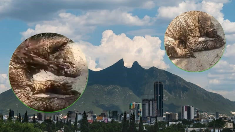 Activista de Nuevo León lleva caso de maltrato animal a instancias federales 