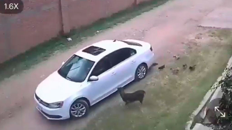 PROESPA abrió una investigación para localizar a un sujeto que abandonó a una perrita y 10 de sus cachorros en Aguascalientes 