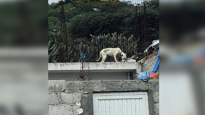 La Secretaría de Bienestar Animal brindó ayuda a dos perritos maltrados tras reporte ciudadano en Querétaro  