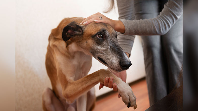 Perro herido por presunto machetazo es rescatado en el Edomex 