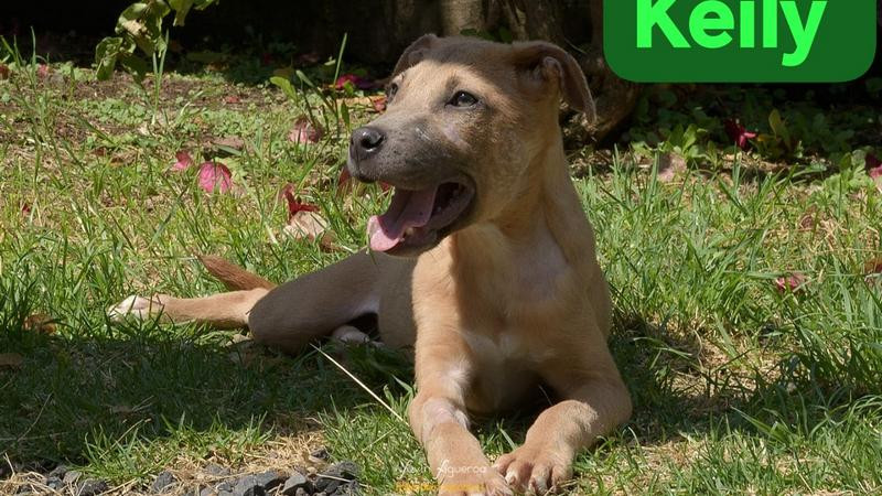 Rescatistas Independientes llaman a Feria de Adopción; lomitos olvidados por larga espera... buscan un humano 