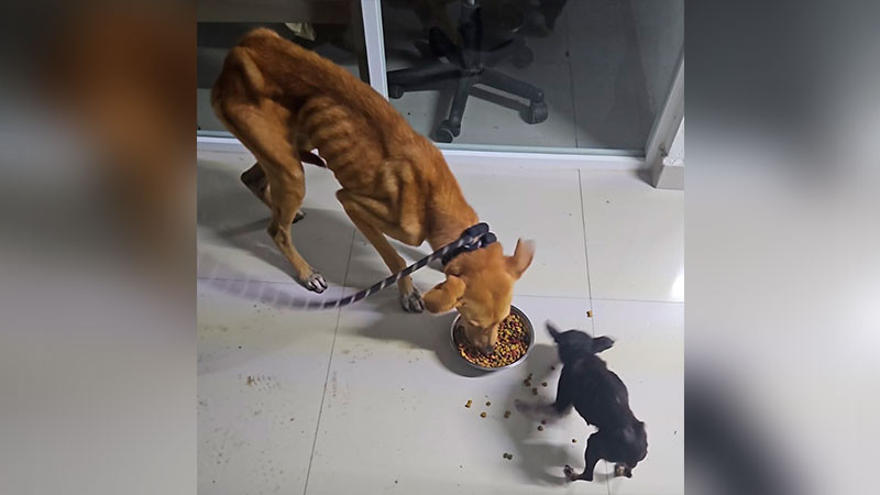 Rescatan a dos caninos víctimas de maltrato en un domicilio de Zitácuaro, Michoacán 