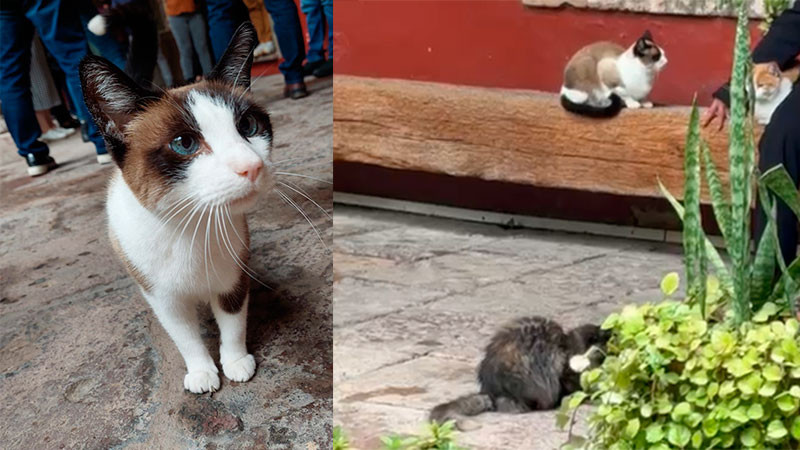 Gatitos que habitan en las instalaciones de la PROFEPA, fueron revisados por personal del IMPA; se encuentran bien de salud 