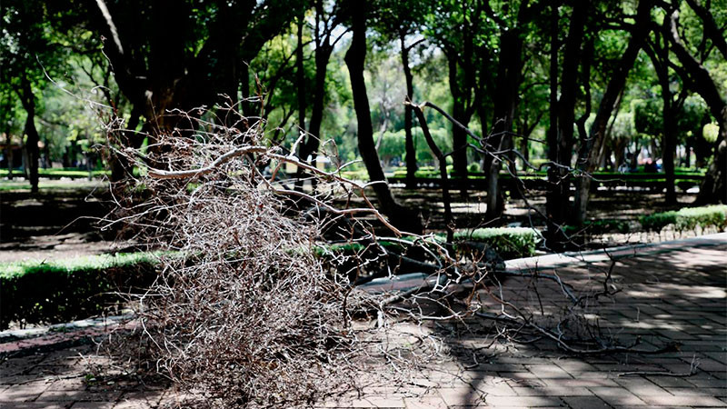 Realiza personal del Ayuntamiento de Querétaro trabajos para combatir plaga de muérdago que tiene afectados al 60% de árboles de la Alameda  