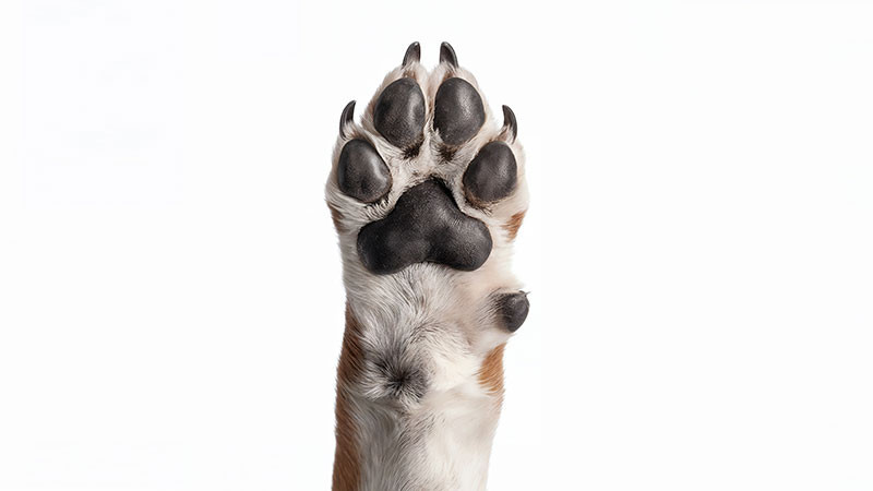 Investiga FGE posibles hechos de maltrato animal ocurridos en Paracho, Michoacán 