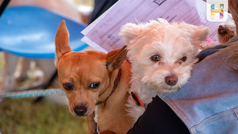 Inicia la Jornada Anual de Esterilización Canina y Felina Gratuita en Ciudad Hidalgo, Michoacán 