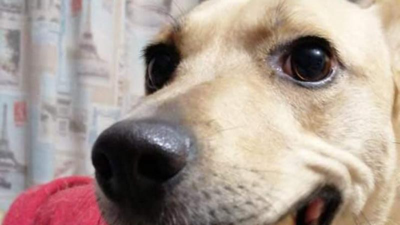 Proponen eliminar el IVA en alimentos y medicinas para mascotas en México 