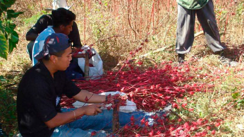 Felicita Reyes Galindo a productores de Jamaica de La Huacana por el nombramiento de Indicación Geográfica 