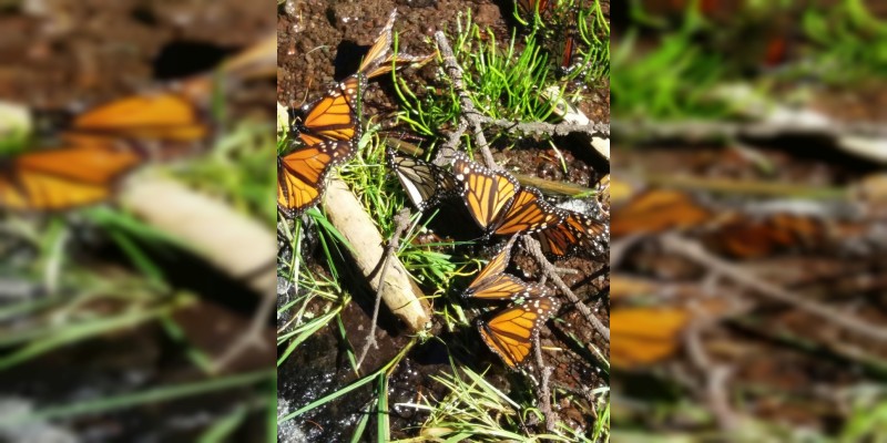  Visita la secretaria de Turismo el santuario de la mariposa Monarca 