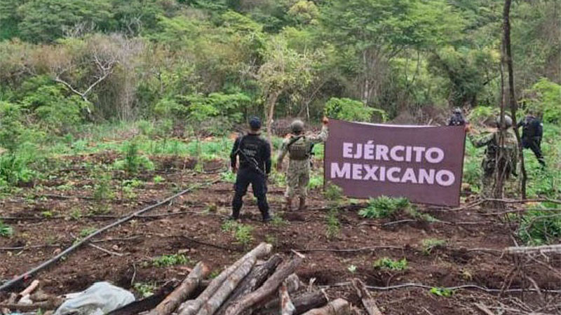 En Turicato, Michoacán: Aseguran y destruyen 7 toneladas de hierba verde  