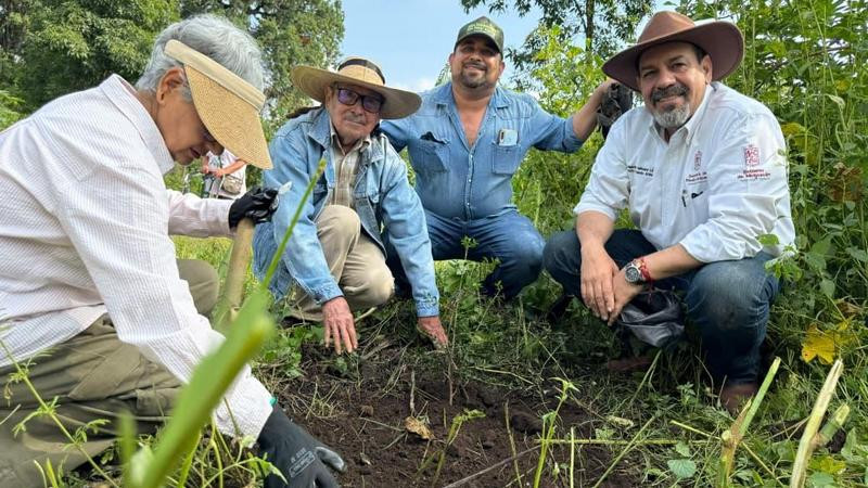 Producidos en vivero más de 400 árboles de zapote prieto para su preservación: Secma 
