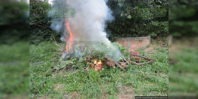 Aseguran e incineran plantío de marihuana en Tumbiscatío - Foto 0 
