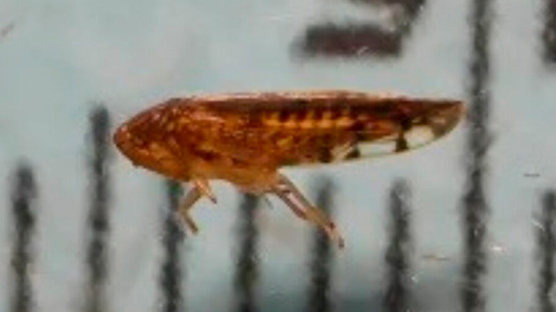 Detectan nueva plaga en frontera México-EEUU 