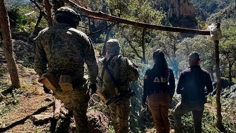 Aseguran plantíos de estupefacientes y laboratorios clandestinos en Chihuahua 