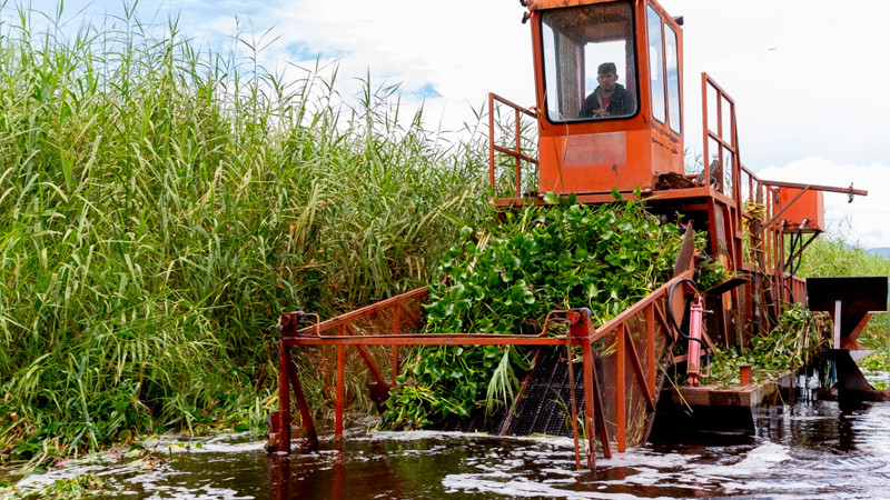 Inicia programa para rehabilitar más de 60 hectáreas del lago de Cuitzeo: Compesca 