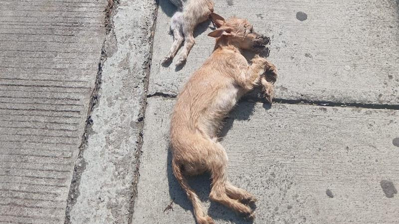 Asociaciones animalistas piden a Congreso eliminar tibieza legal ante envenenamientos masivos en Michoacán