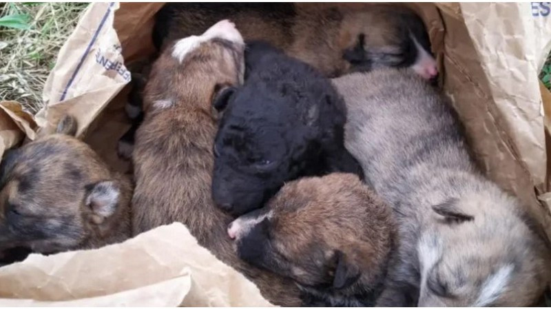 Investigan muerte de cinco perritos en la colonia Primo Tapia Poniente de Morelia 