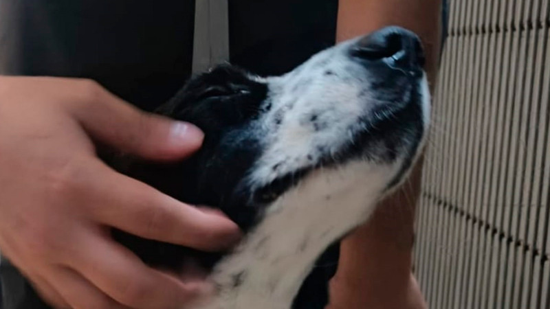 Este martes, primer juicio por crueldad animal en Zitácuaro: el caso de “Huesitos” sienta precedente legal 