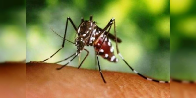 Morelia, fuera de peligro del mosco de Chikungunya, Zika y Dengue: SSM 