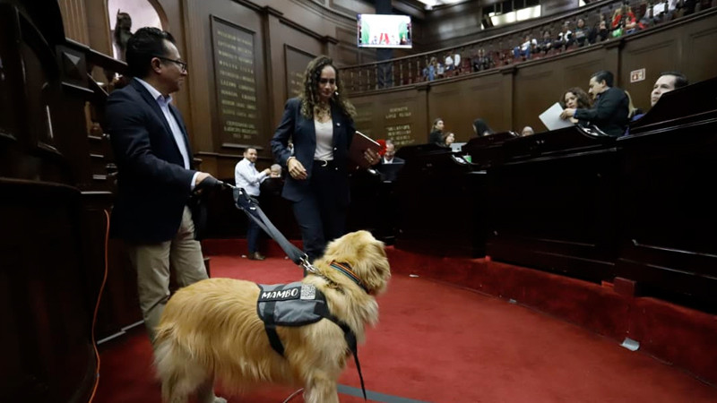Congreso del Estado aprueba que personas con discapacidad se desplacen libremente con animales de asistencia 