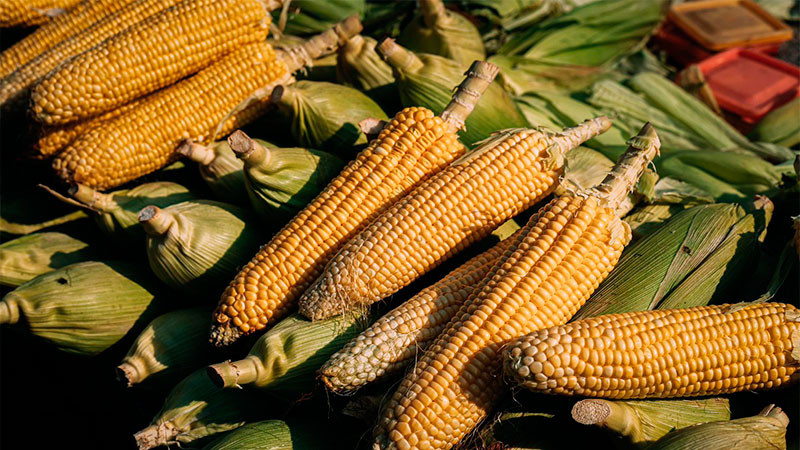  Michoacán publica mecánica operativa del apoyo complementario al precio del maíz 