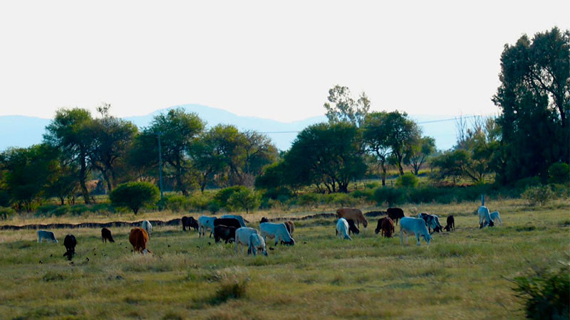 Detecta y detiene dos casos de gusano barrenador la Unión Ganadera Regional de Querétaro