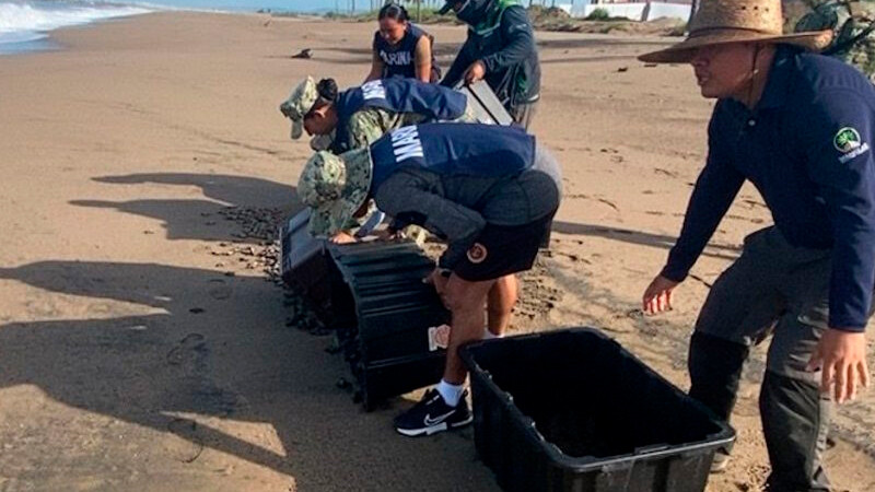 Rescatan más de 6 mil huevos de tortuga marina y liberan más de 15 mil crías en Nayarit 