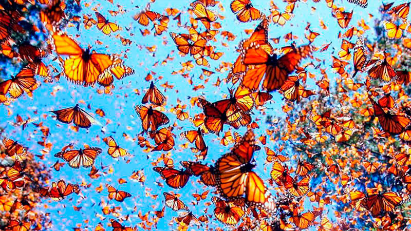 A partir del 21 de noviembre, apertura de Santuarios de la Monarca: Roberto Monroy 