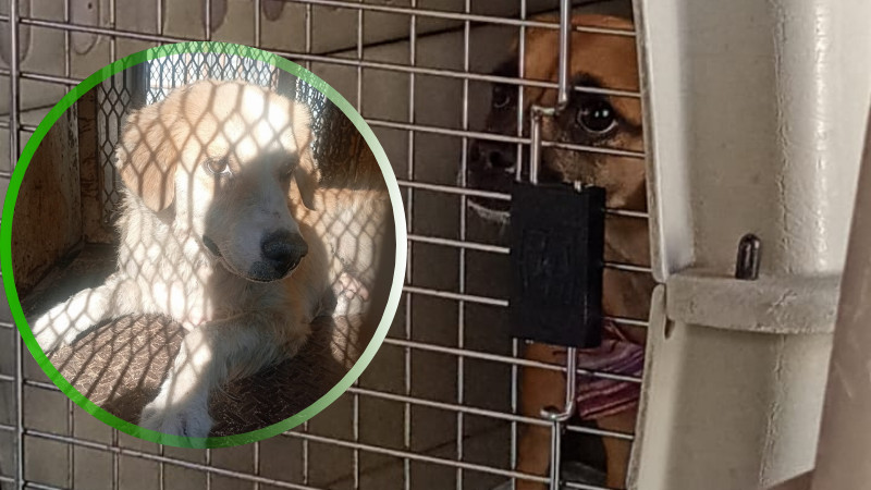 Entre 134 mil y 200 Mil Animales en Calle: IMPA 