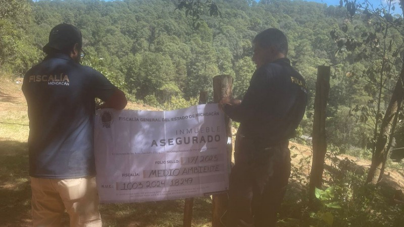 Tras cateo en Madero, Michoacán, aseguran predio talado para siembra de aguacate  
