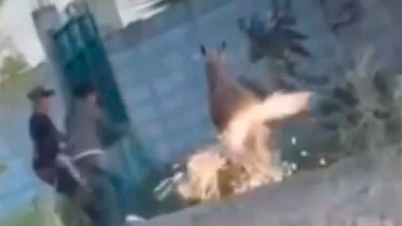 Pide Mauricio Kuri se investigue maltrato animal en la comunidad de Boyé de Cadereyta de Montes, Querétaro