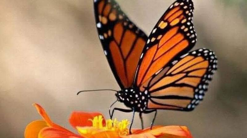 Michoacán es el hogar de las novias del Sol, quienes puntuales llegan a su cita con “el alma de México” 